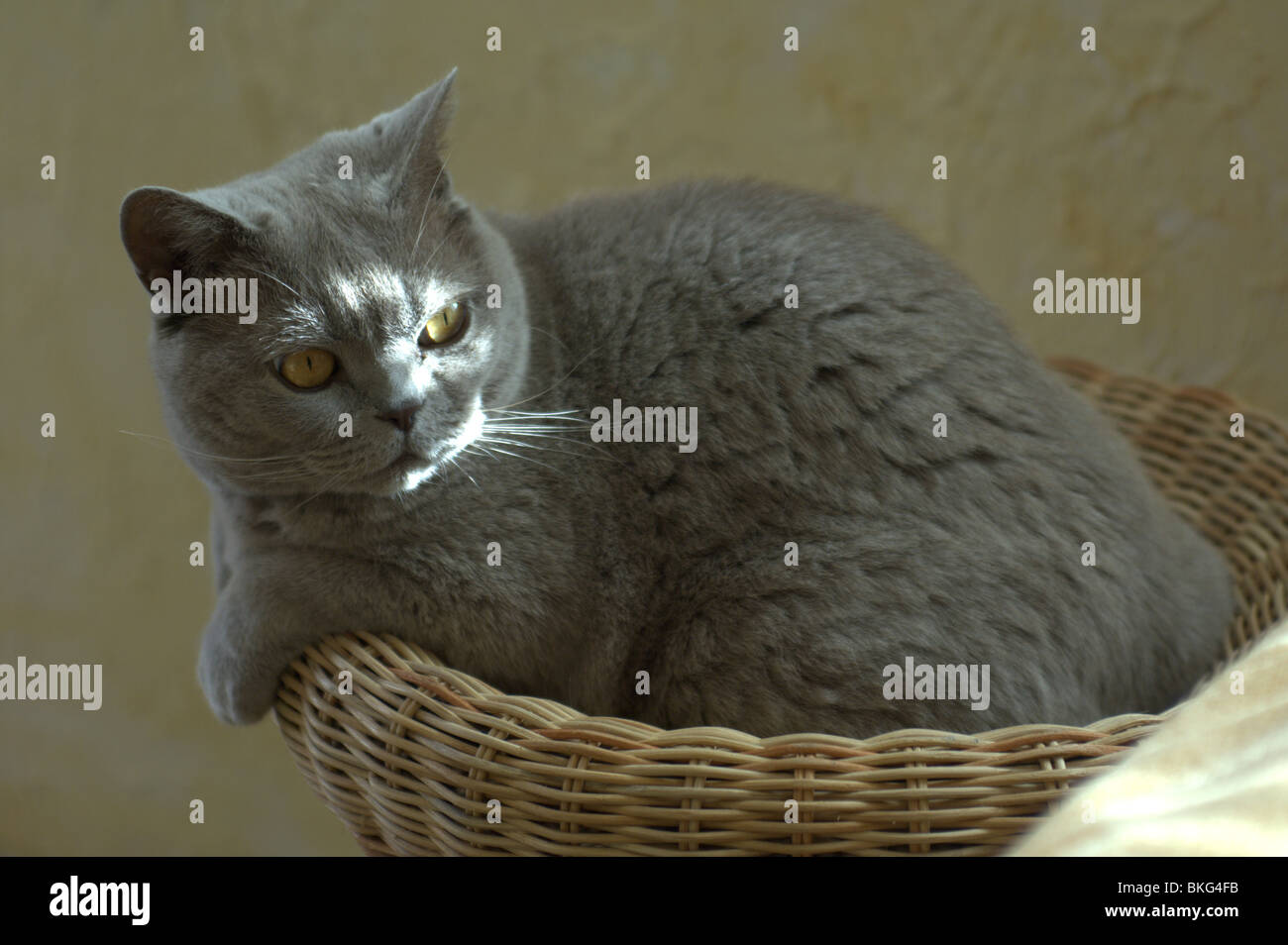 British Short Hair Cat Stock Photo