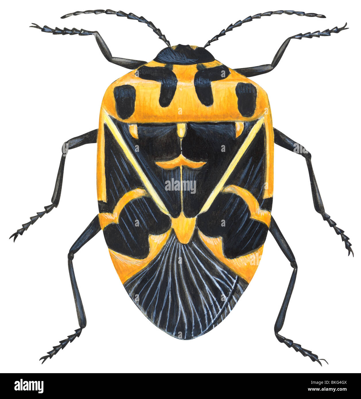 Harlequin bug Stock Photo
