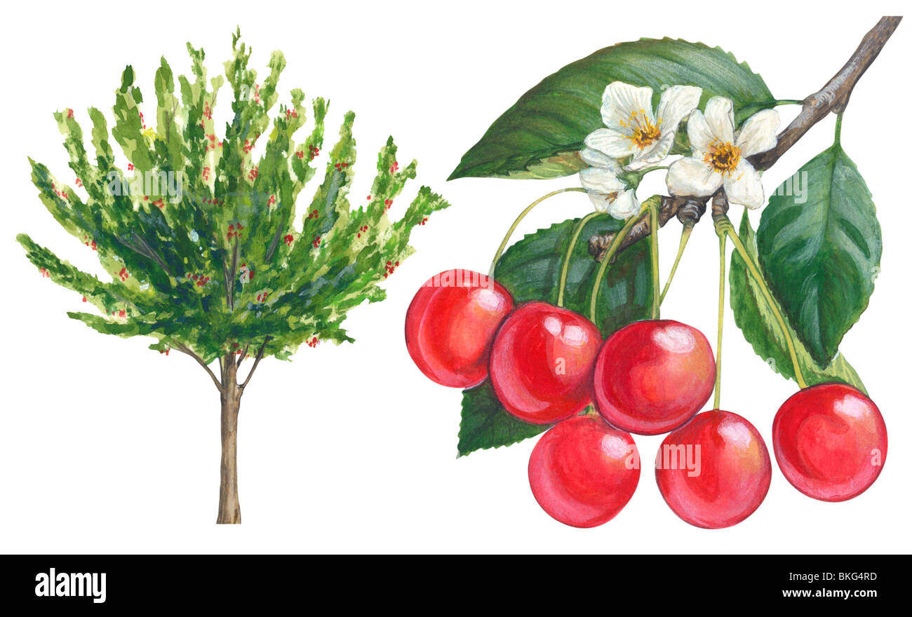 Sour cherry tree Stock Photo