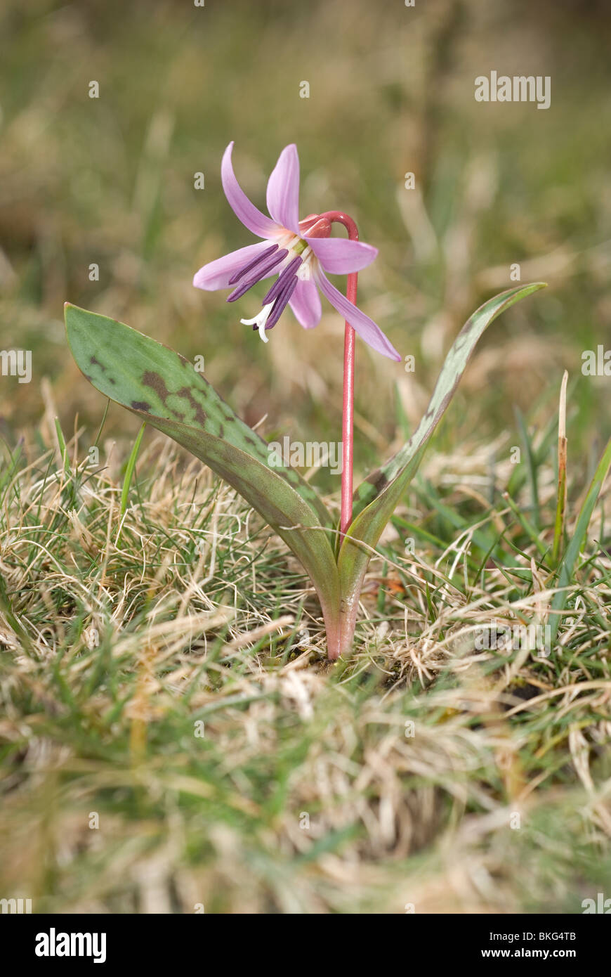 European Dog's-Tooth Violet (Erythronium dens-canis) Stock Photo