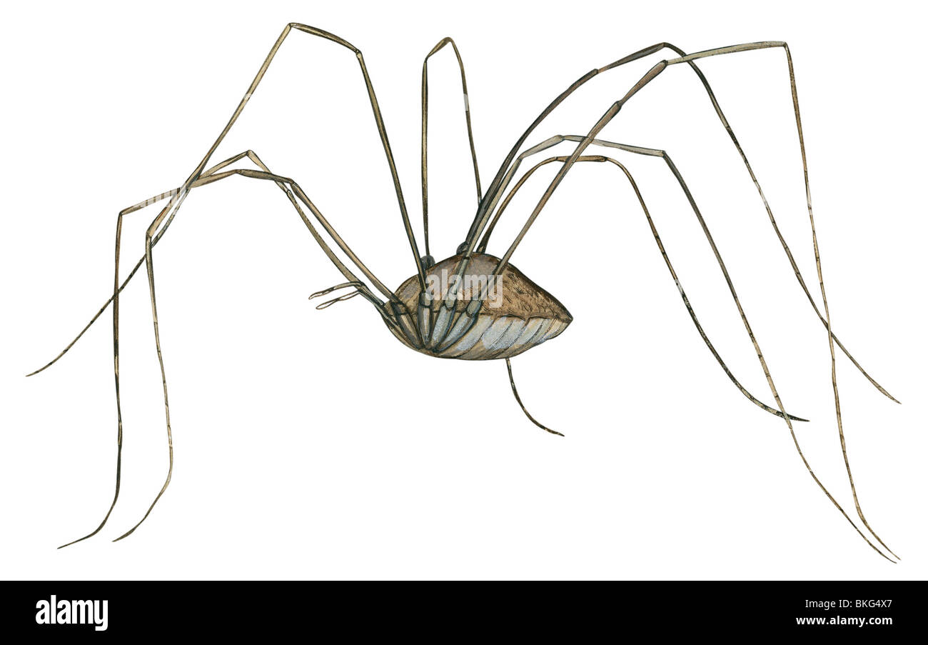 Daddy longlegs Stock Photo