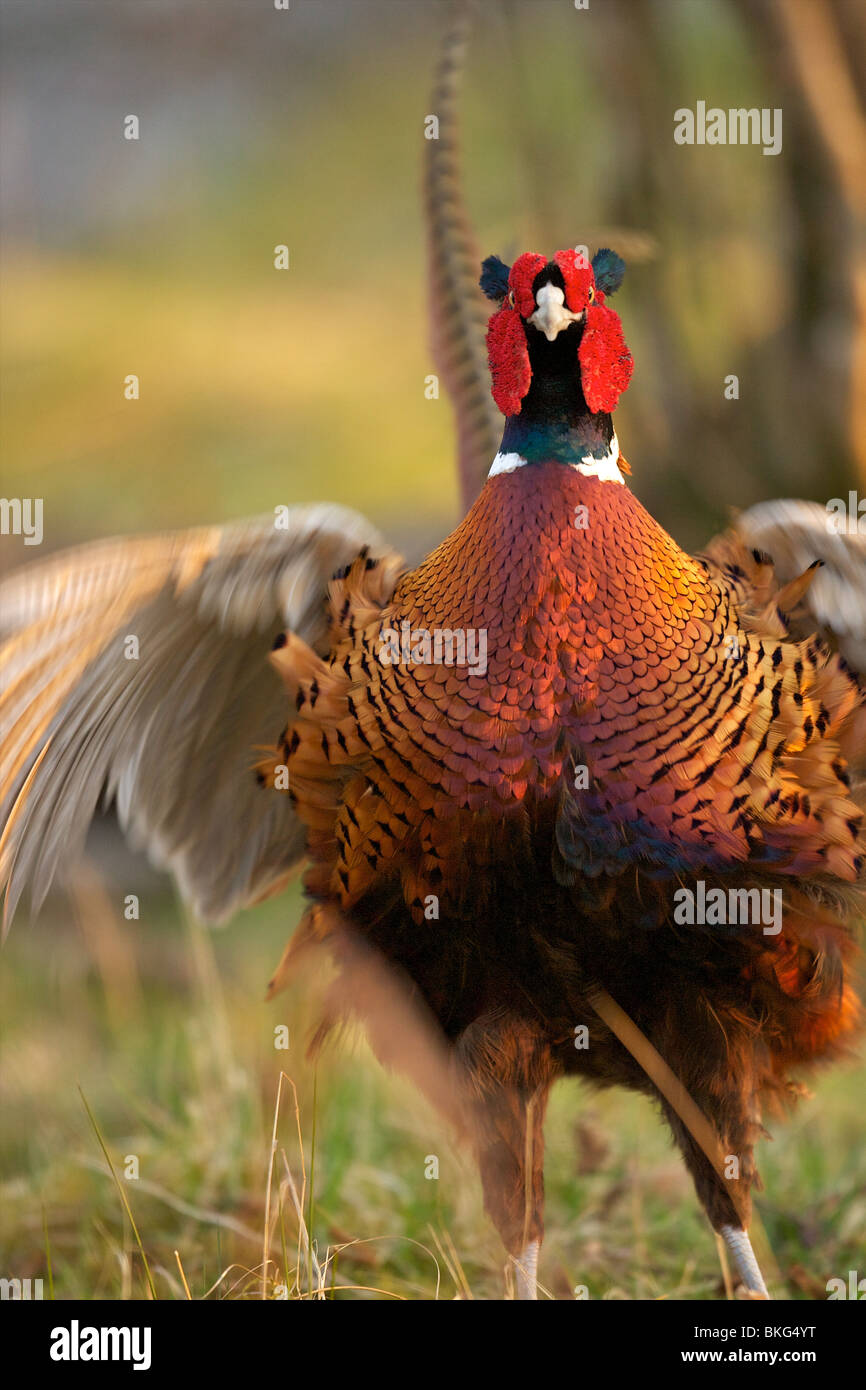 Tight image of a cock pheasant displaying in spring time Stock Photo