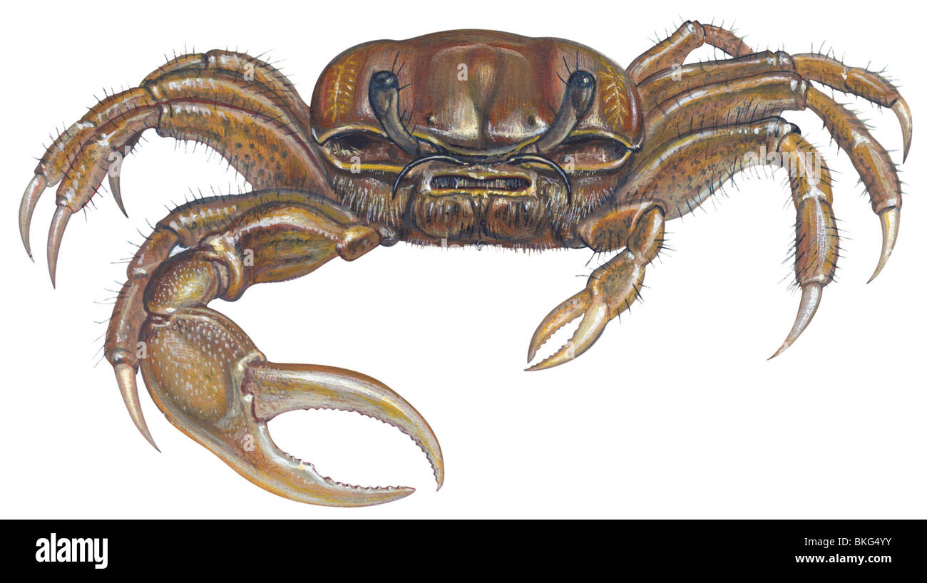 Fiddler crab Stock Photo