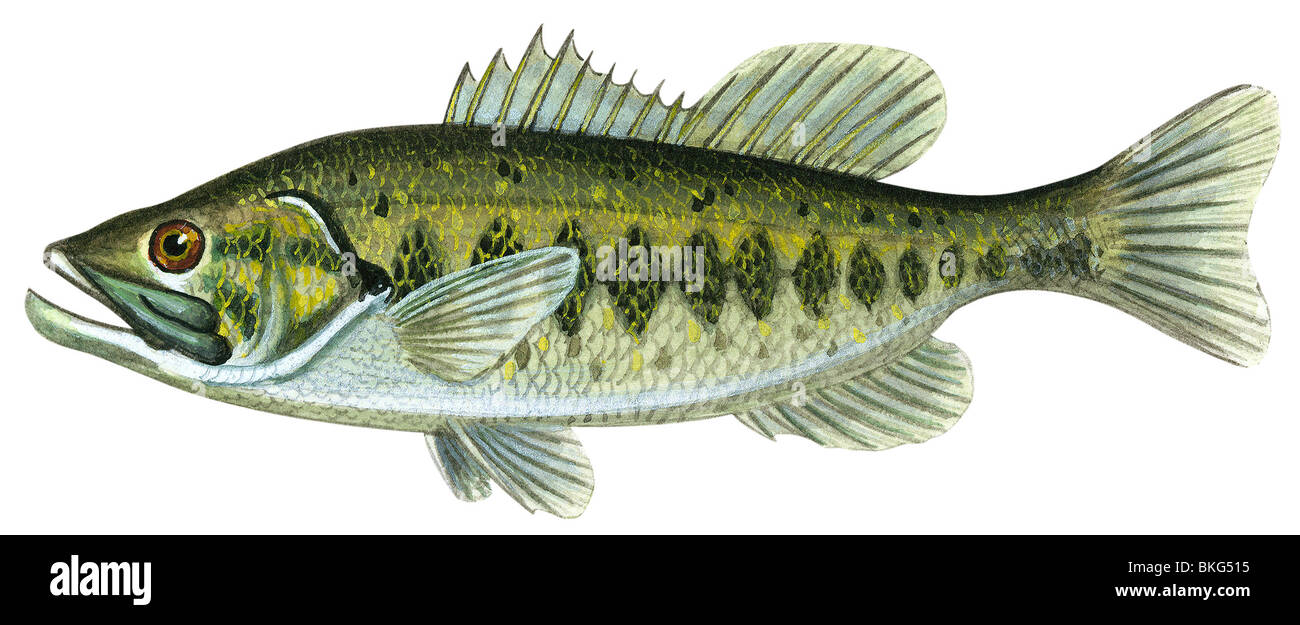 Largemouth bass Cut Out Stock Images & Pictures Alamy