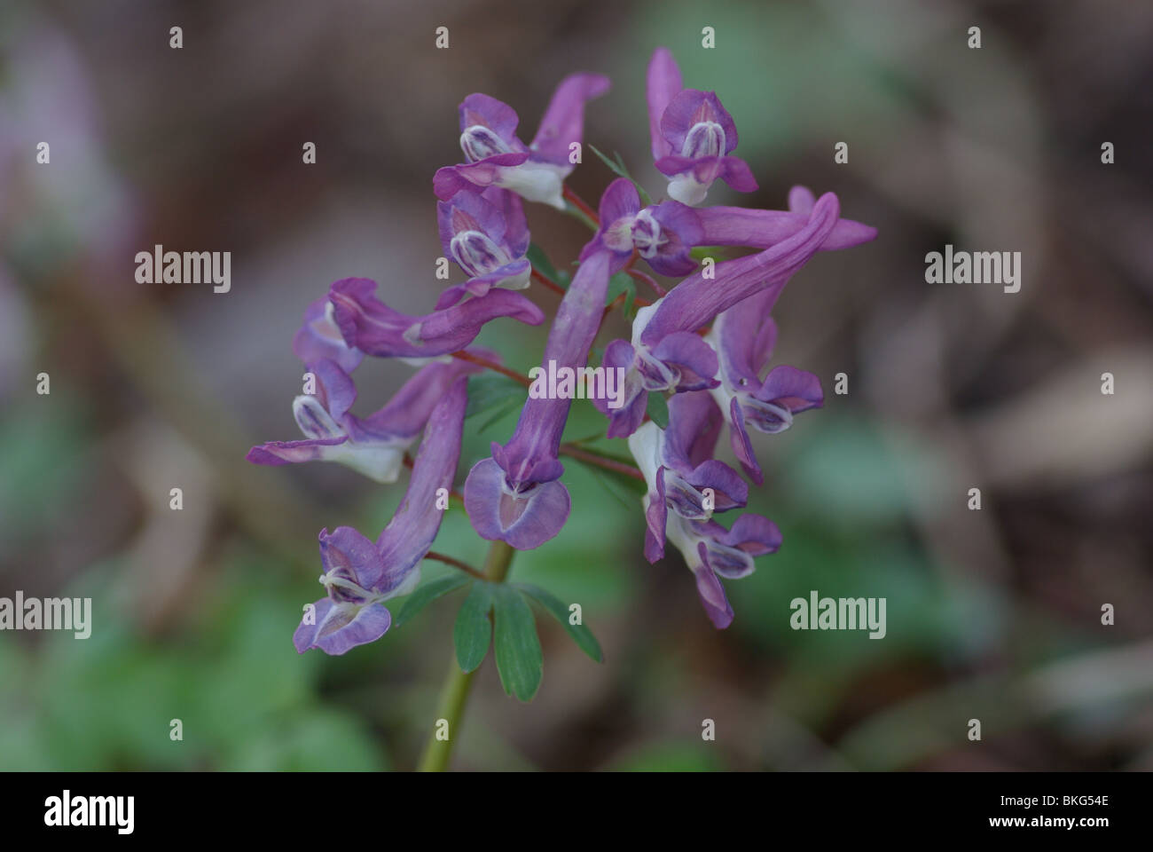 purple flowers of corydalis solida in spring Stock Photo