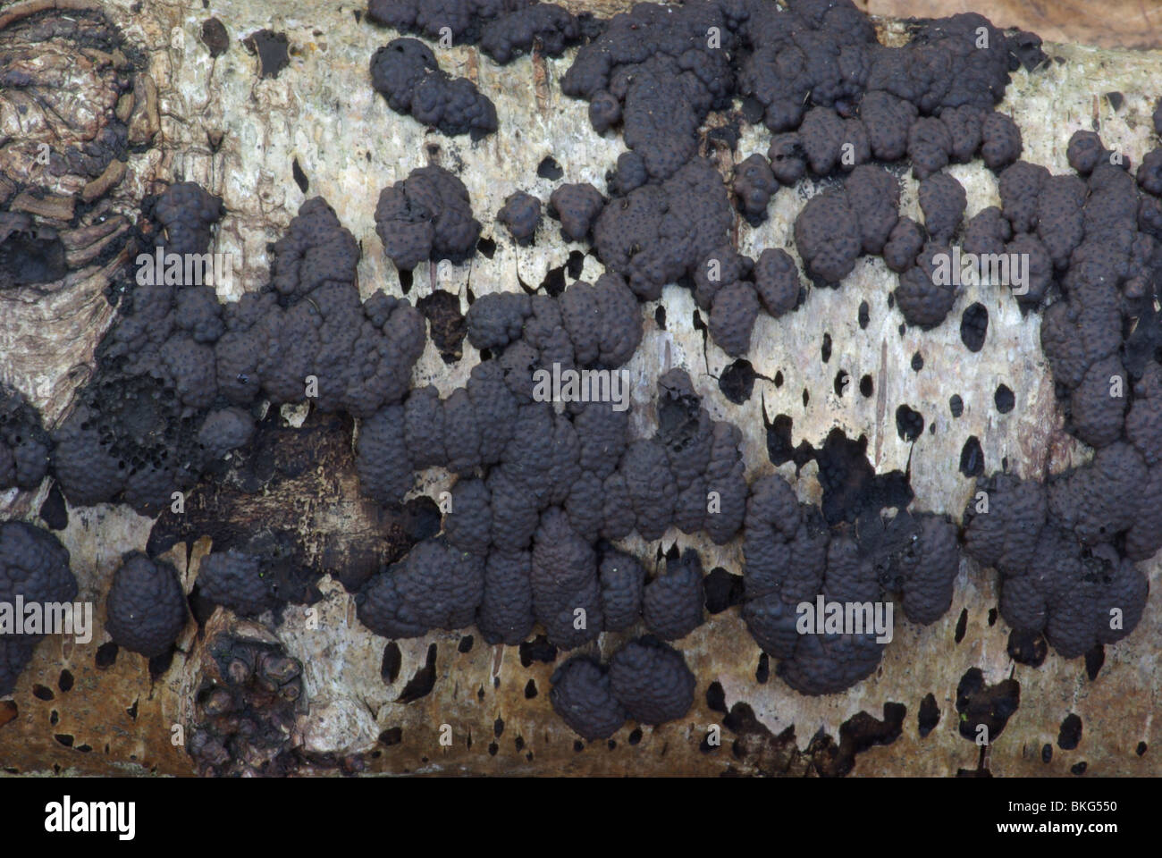 Vergroeide kogelzwam op dood hout van berk Stock Photo