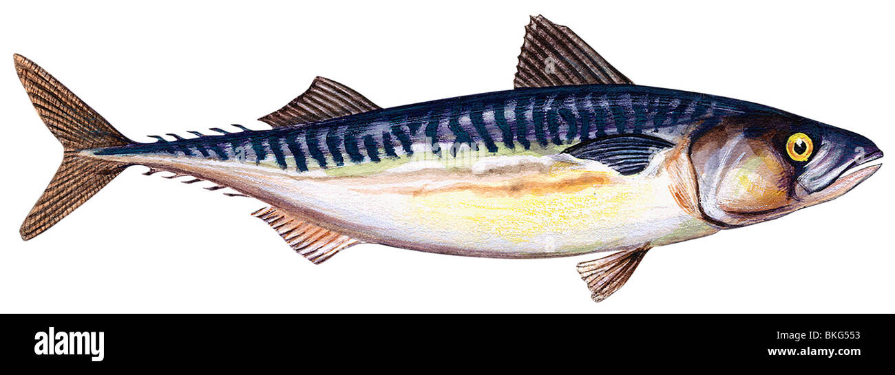 Atlantic mackerel Stock Photo