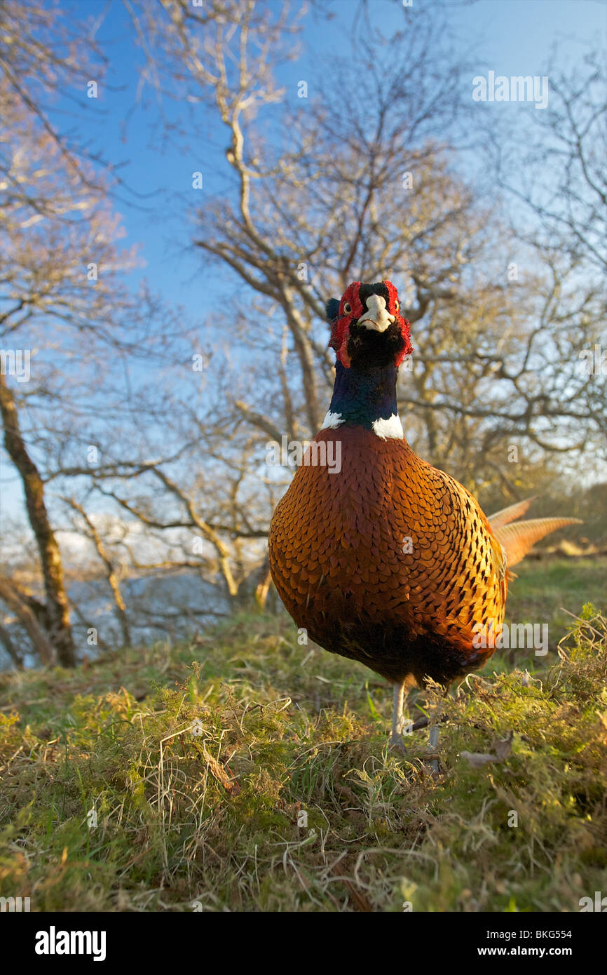 Wide angle view of a cock pheasant in an oak woodland setting Stock Photo