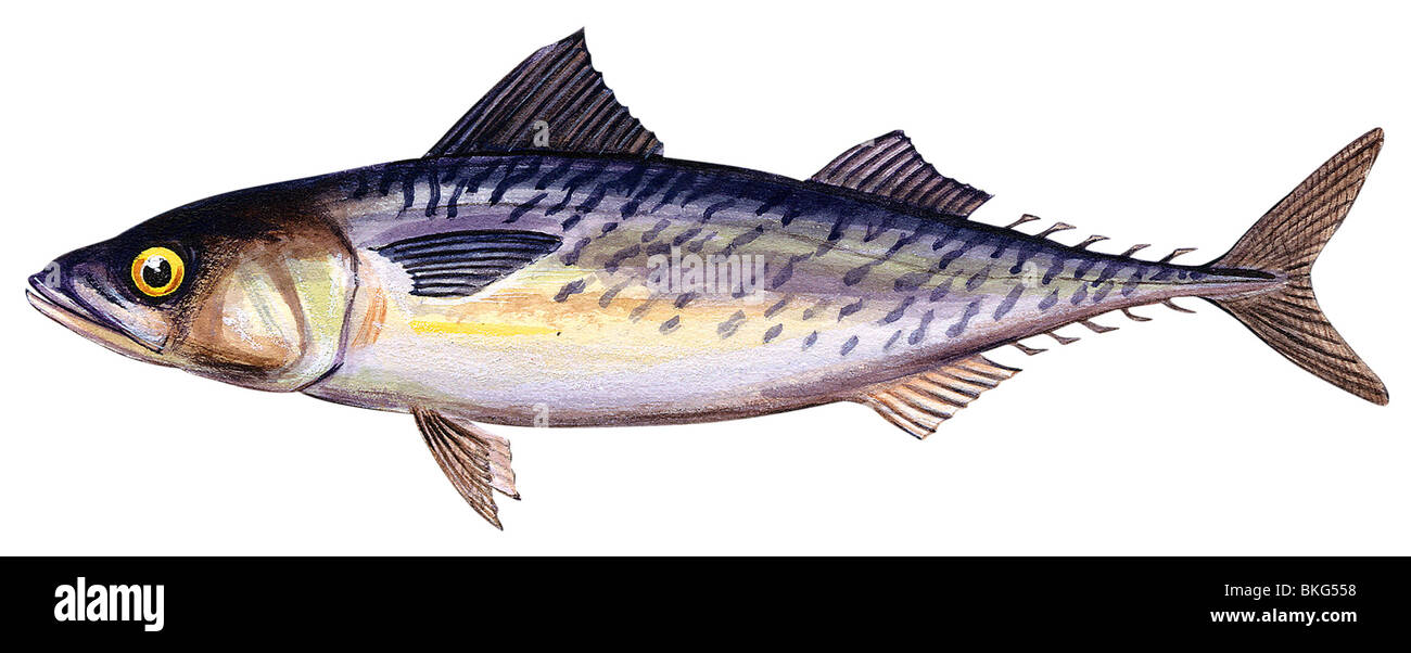 Atlantic chub mackerel Stock Photo - Alamy