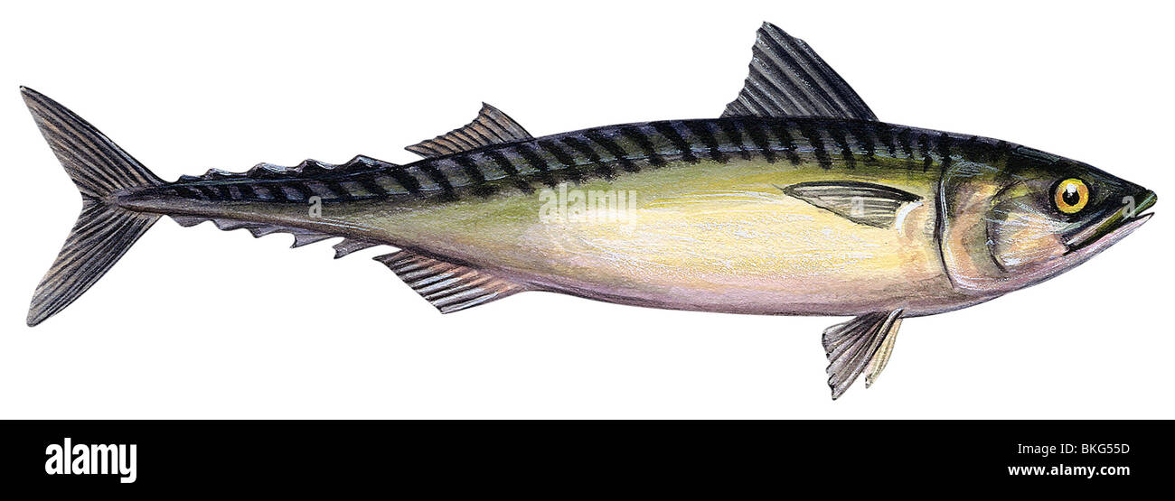 Pacific mackerel Stock Photo