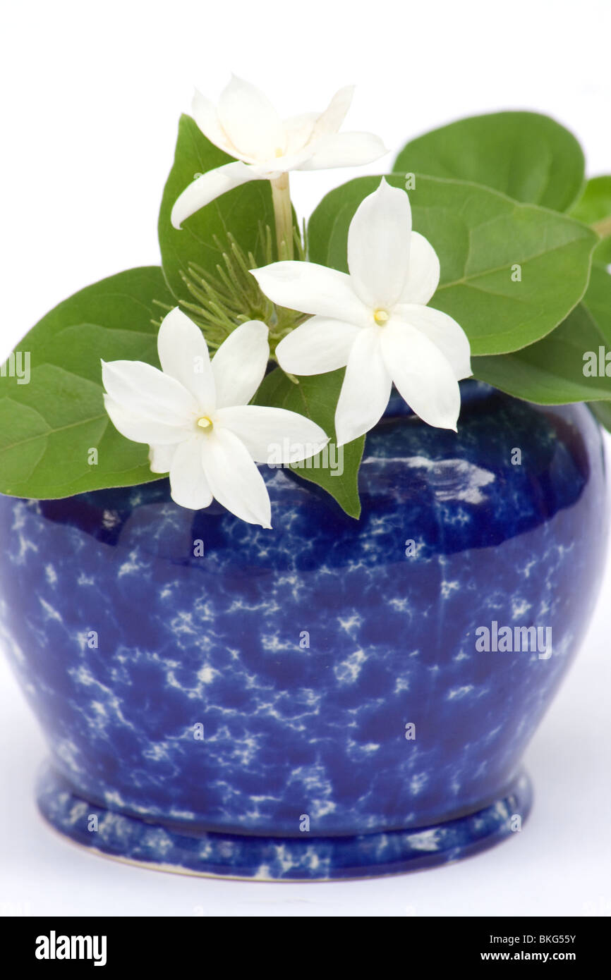 Closeup of jasmine flowers in a blue vase Stock Photo Alamy