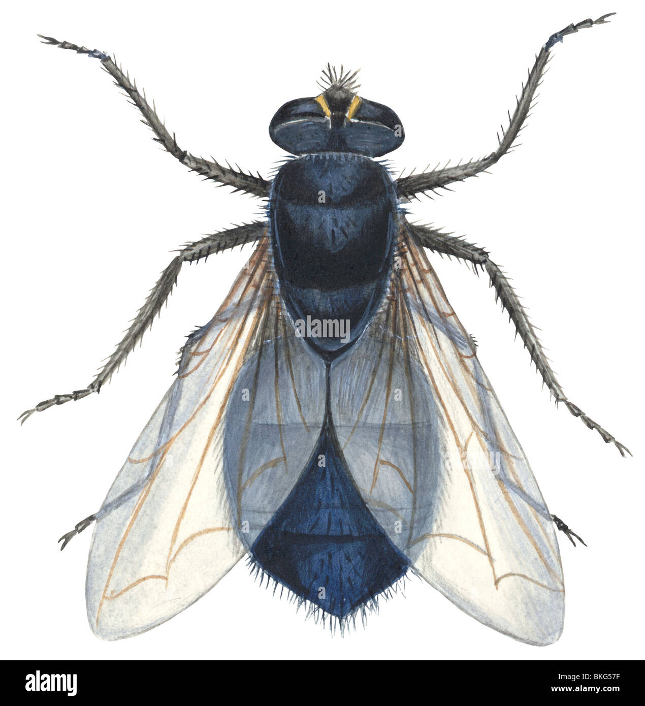 Bluebottle flies Cut Out Stock Images