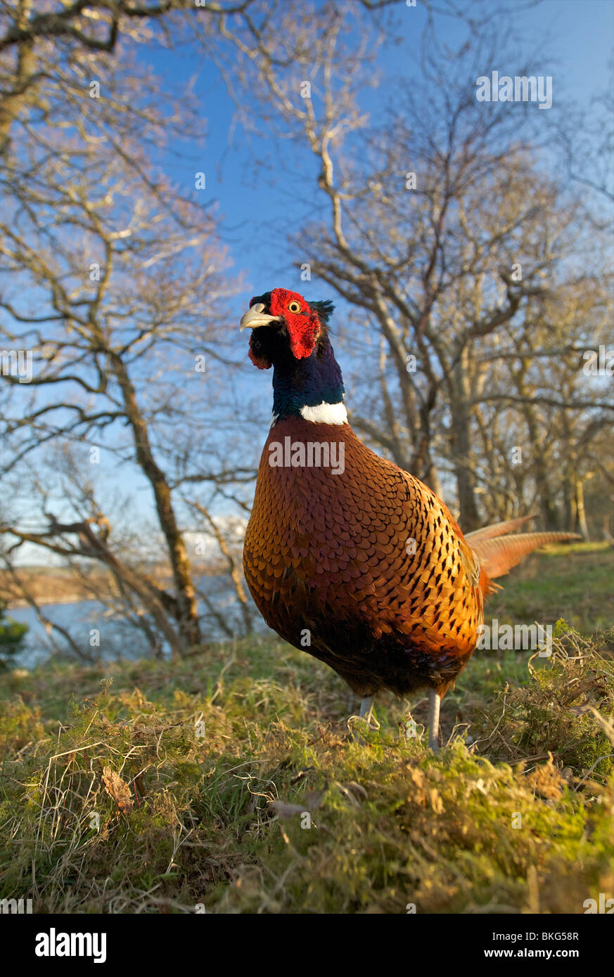 Wide angle view of a cock pheasant in an oak woodland Stock Photo