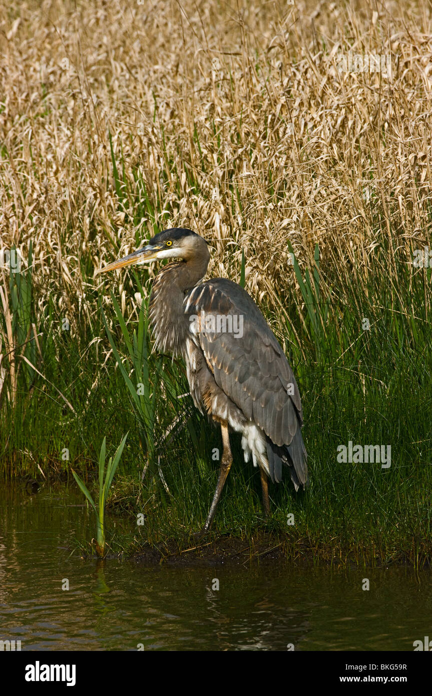 Heron crane bird hi-res stock photography and images - Alamy