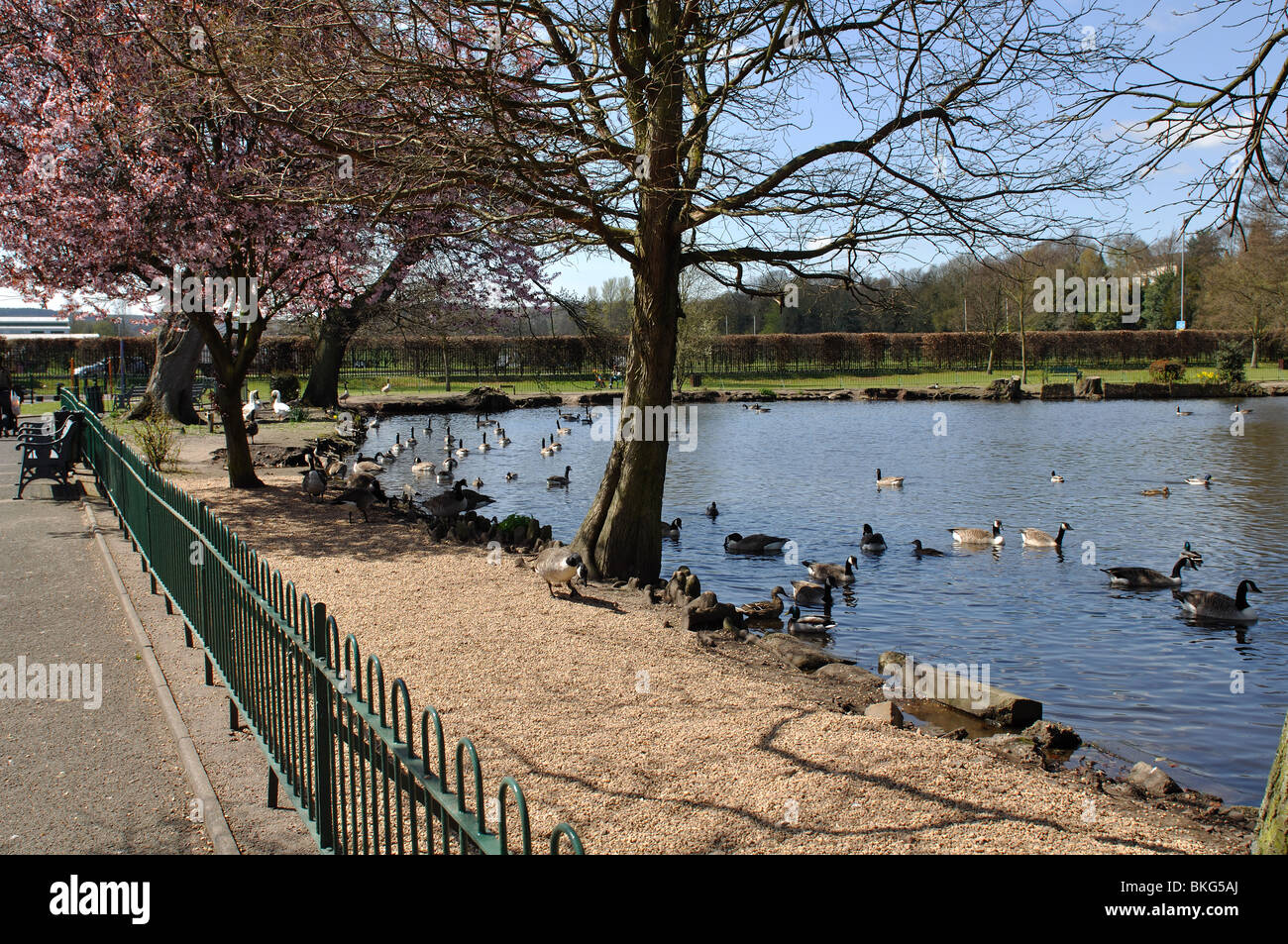 Elmore Park in spring, Rugeley, Staffordshire, England, UK Stock Photo