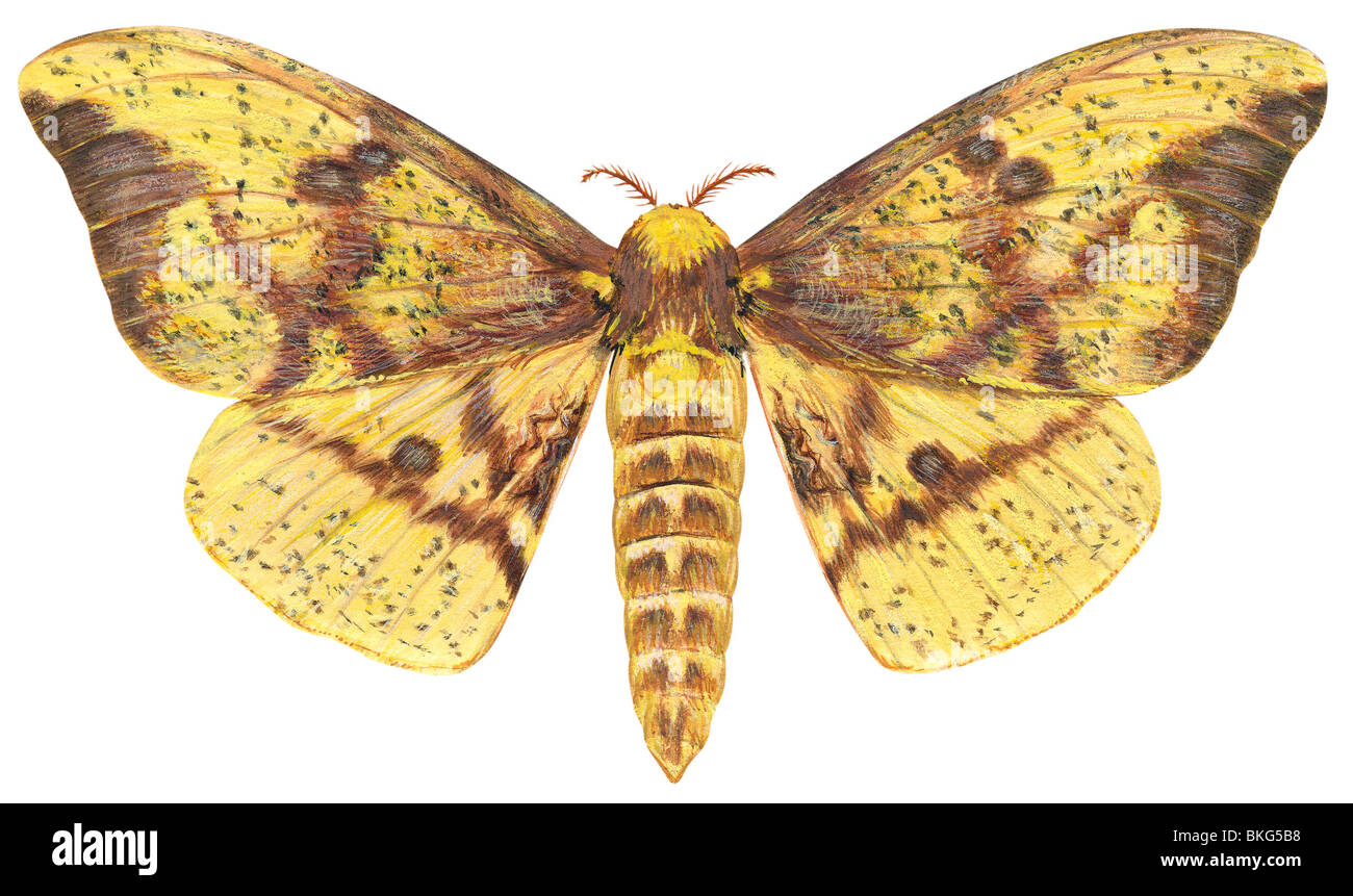 Imperial moth Stock Photo