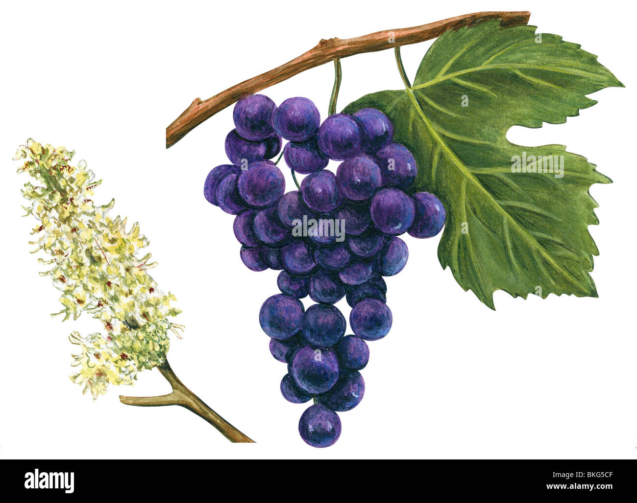 Common Grape vine Stock Photo