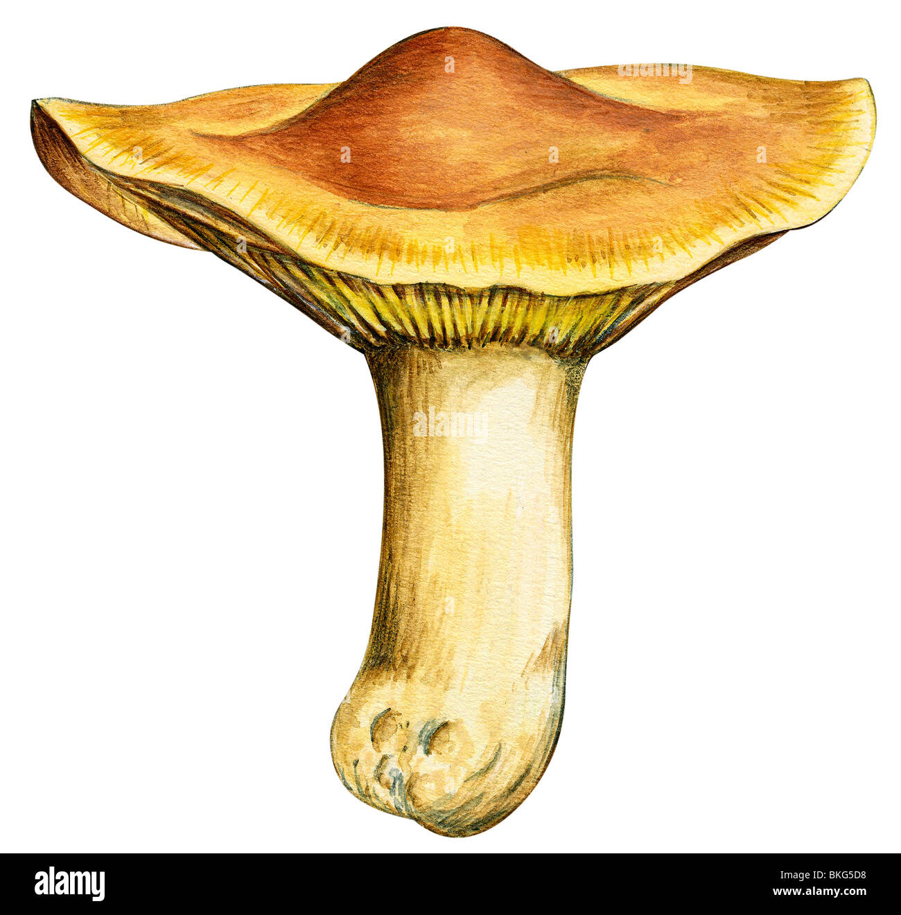 Canary mushroom Stock Photo