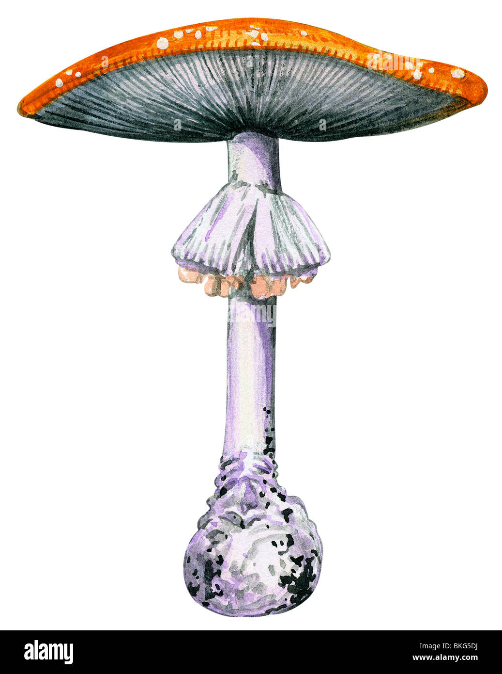 Fly mushroom Stock Photo
