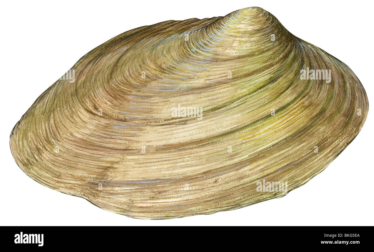 Freshwater mussel Stock Photo