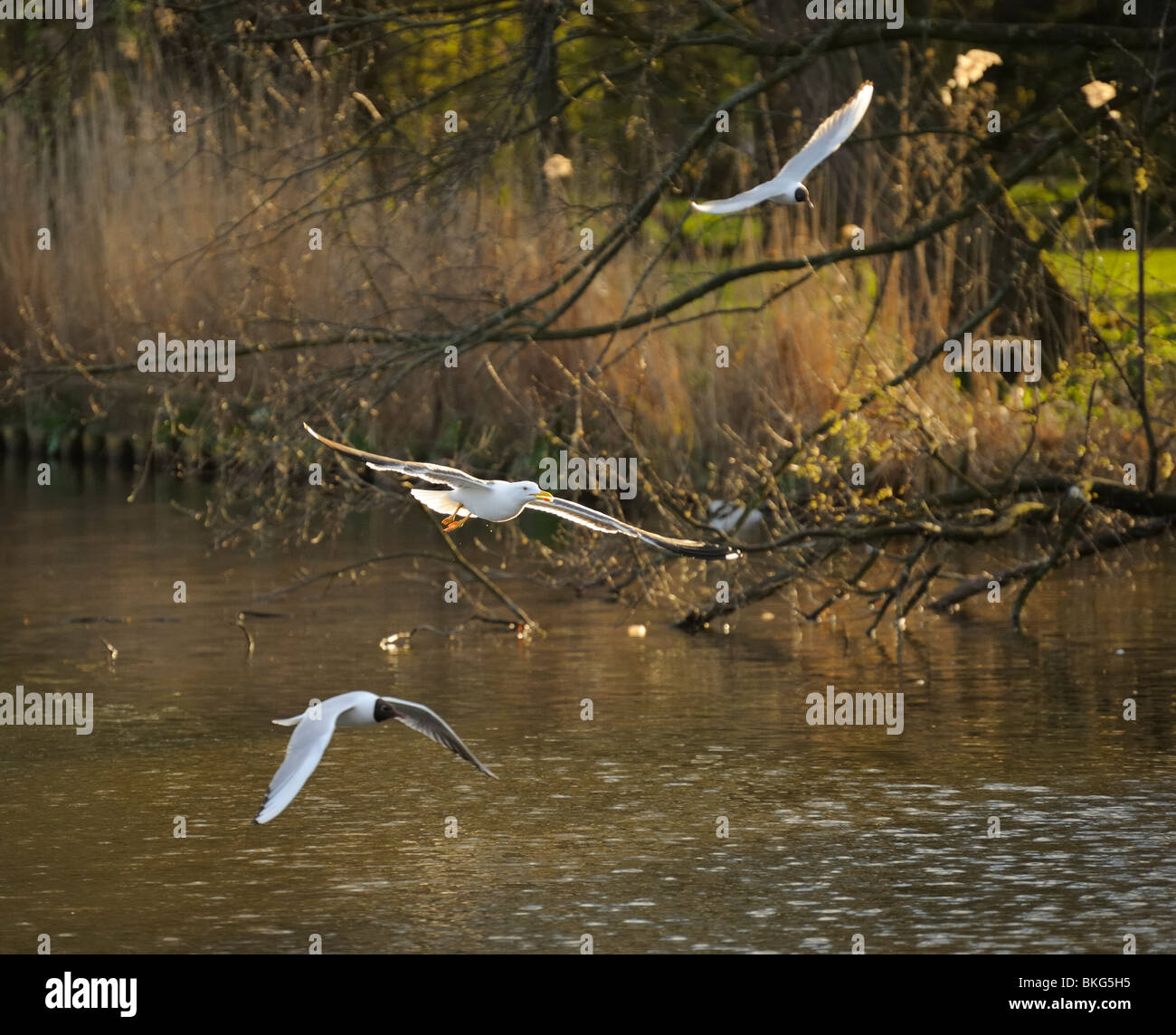 Lesser Black-backed gull soaring on a pretty wavy lake under warm sunset beam, accompanied by two black-headed gulls Stock Photo