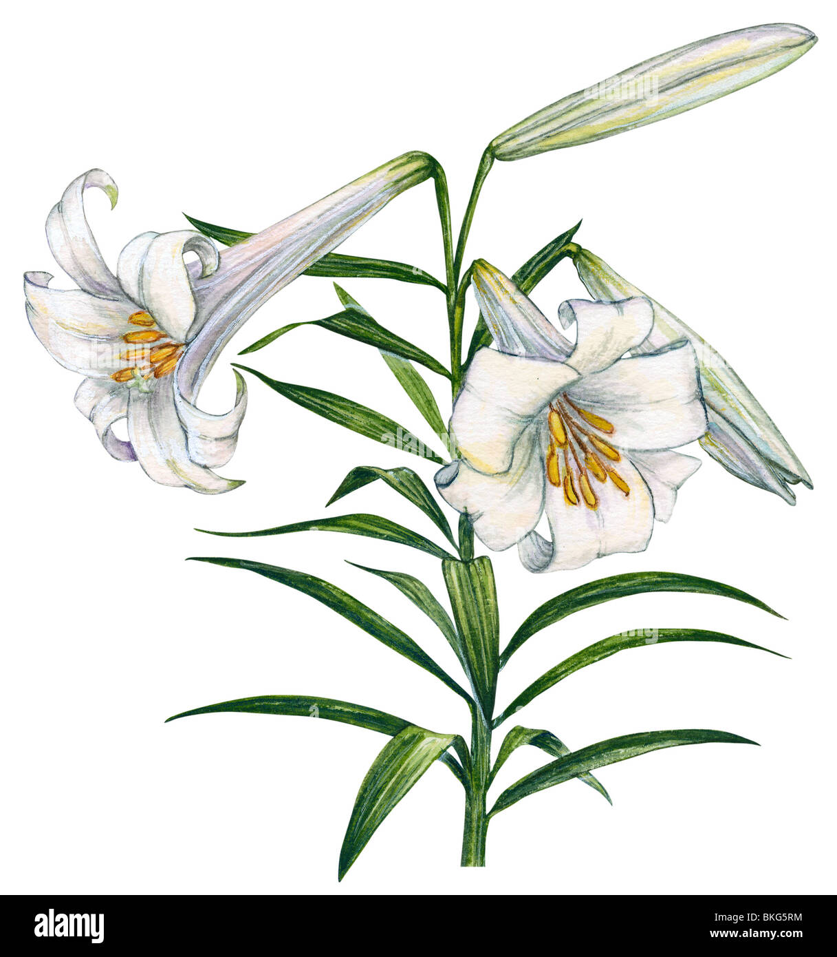 Easter lily Stock Photo
