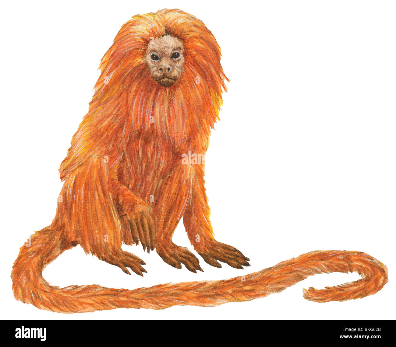 Golden lion tamarin Stock Photo - Alamy Golden lion tamarin Stock Photo - Alamy