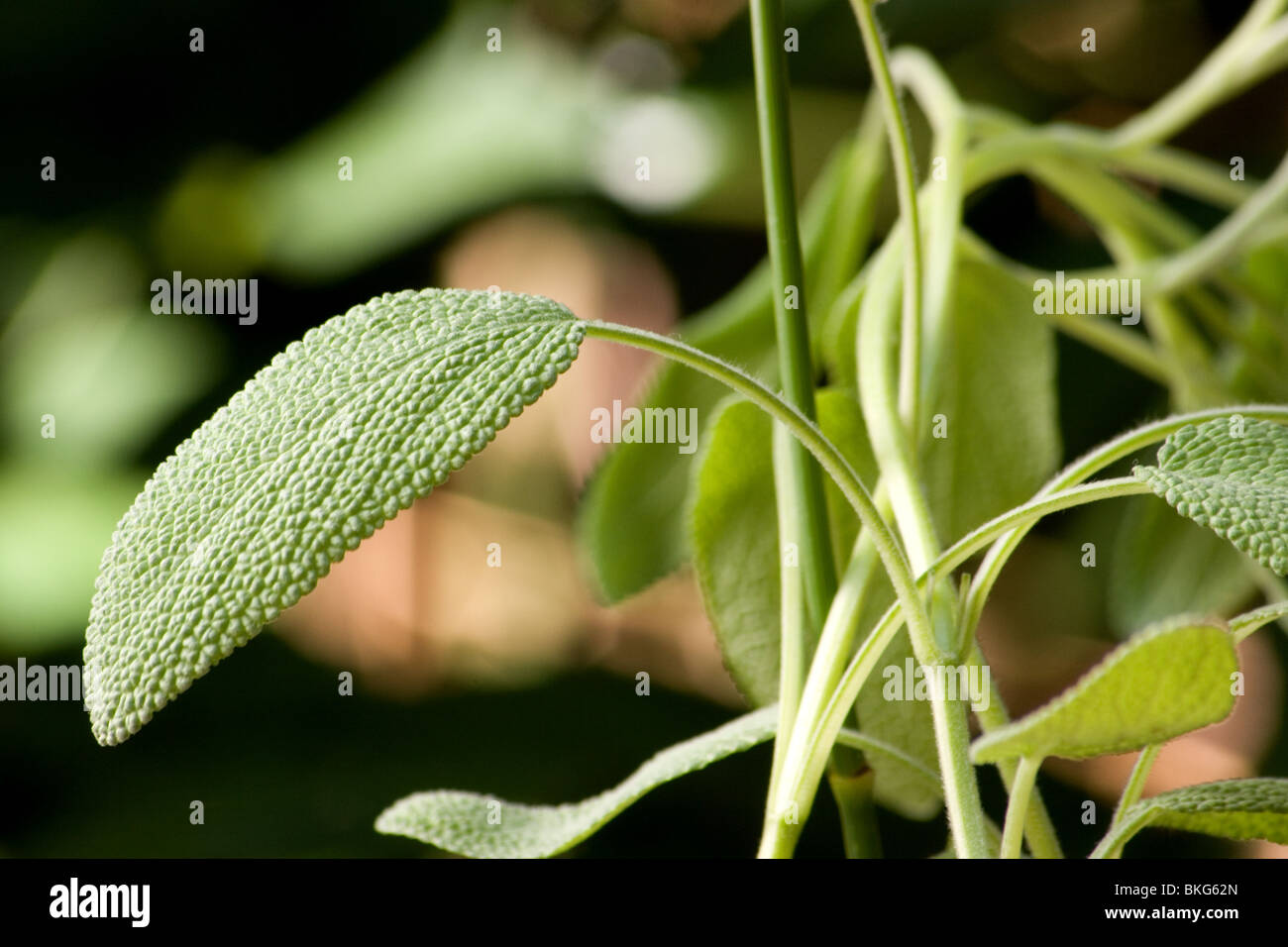 Close-up of sage plant Stock Photo