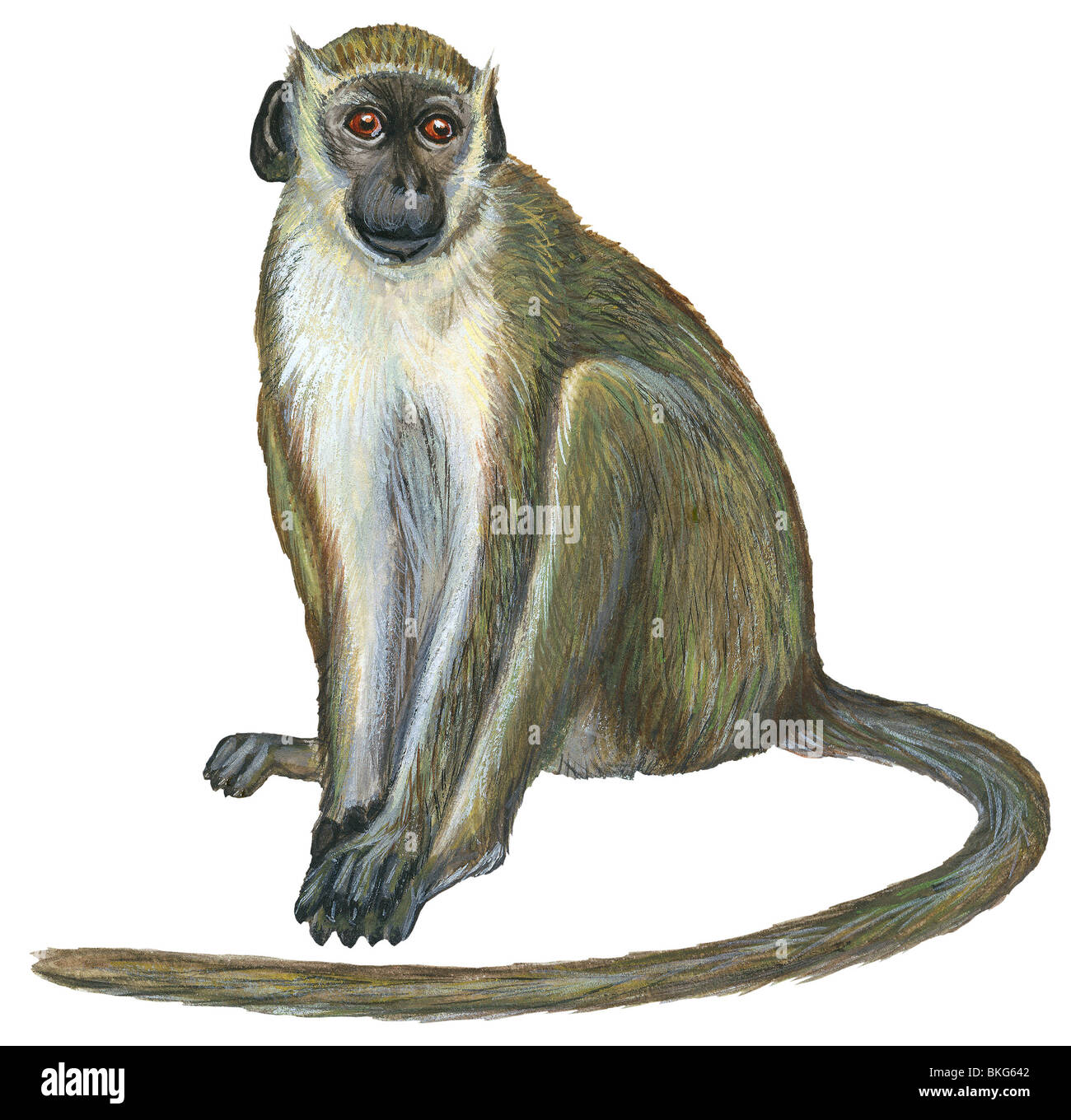 Callithrix monkey green monkey cercopithecus Cut Out Stock Images