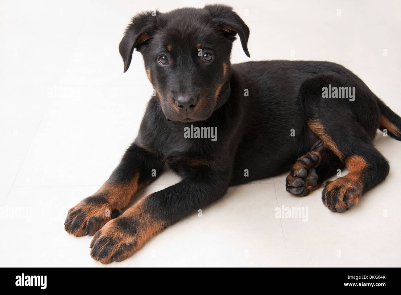 Beauceron Puppy Stock Photo