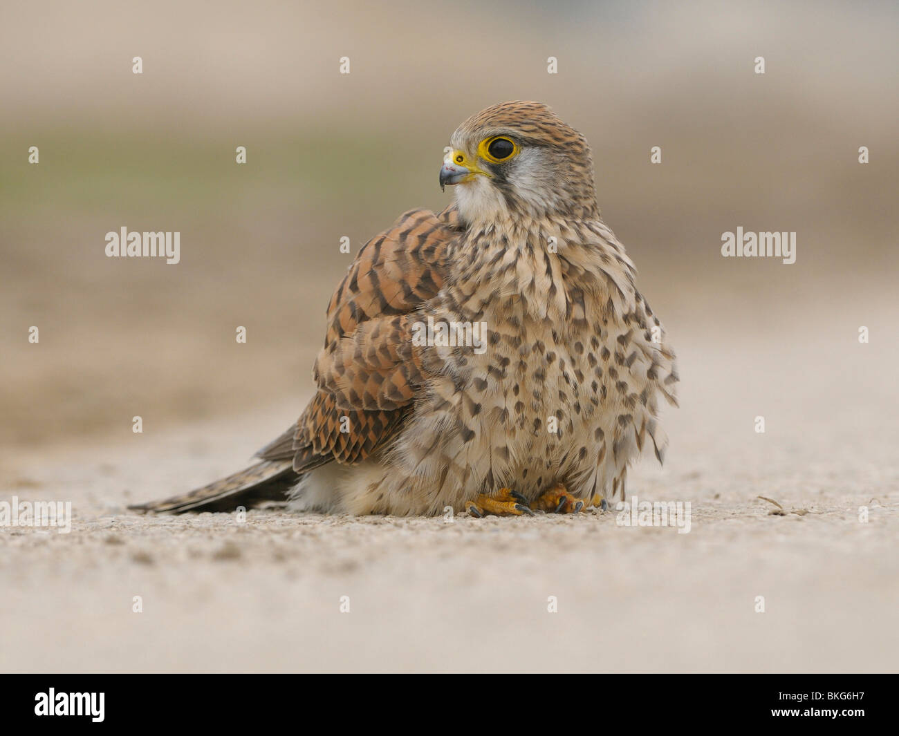 Female Kestrel takes a sand bath on the road, low point of view Stock Photo