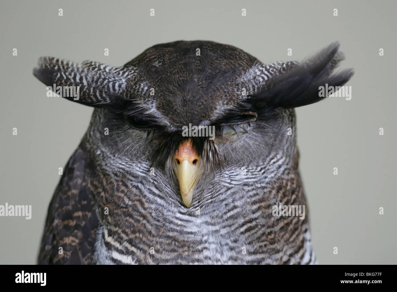 Barred Eagle-Owl Stock Photo