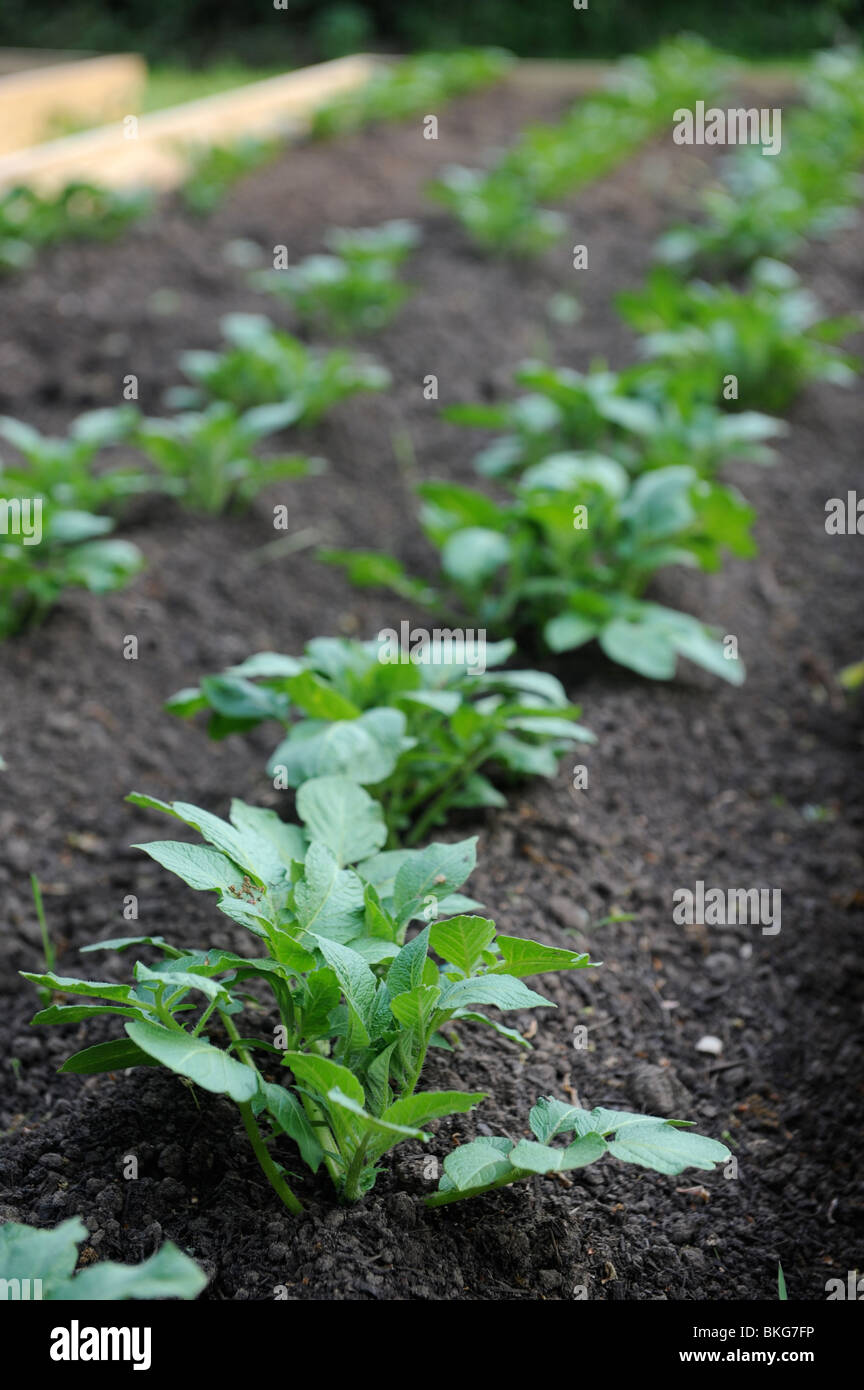 Raised vegetable beds with young potato plants early in the growing