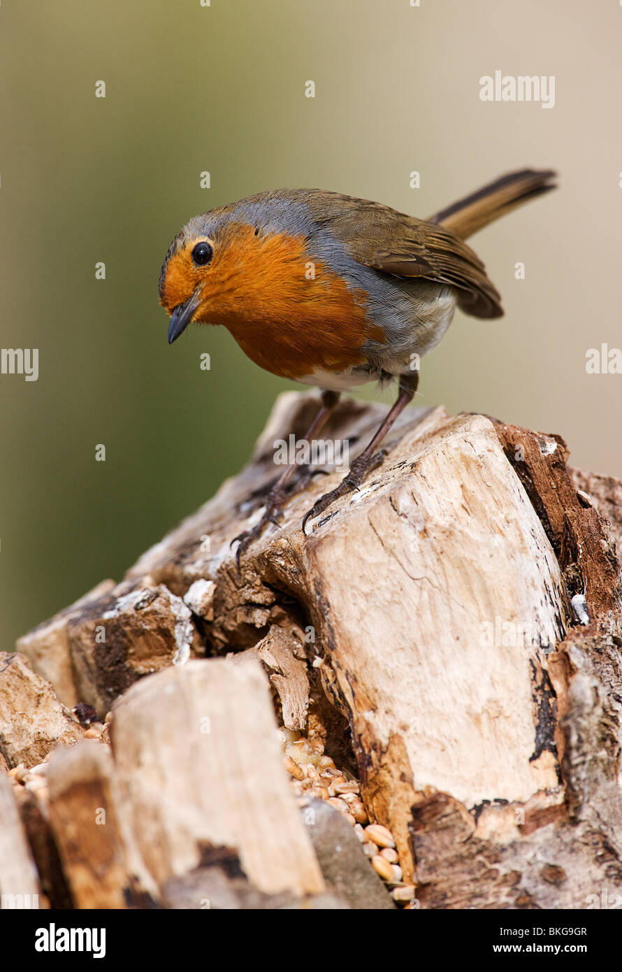 Robin,Erithacus rubecula. on stump. Scottish borders.Scotland. Stock Photo
