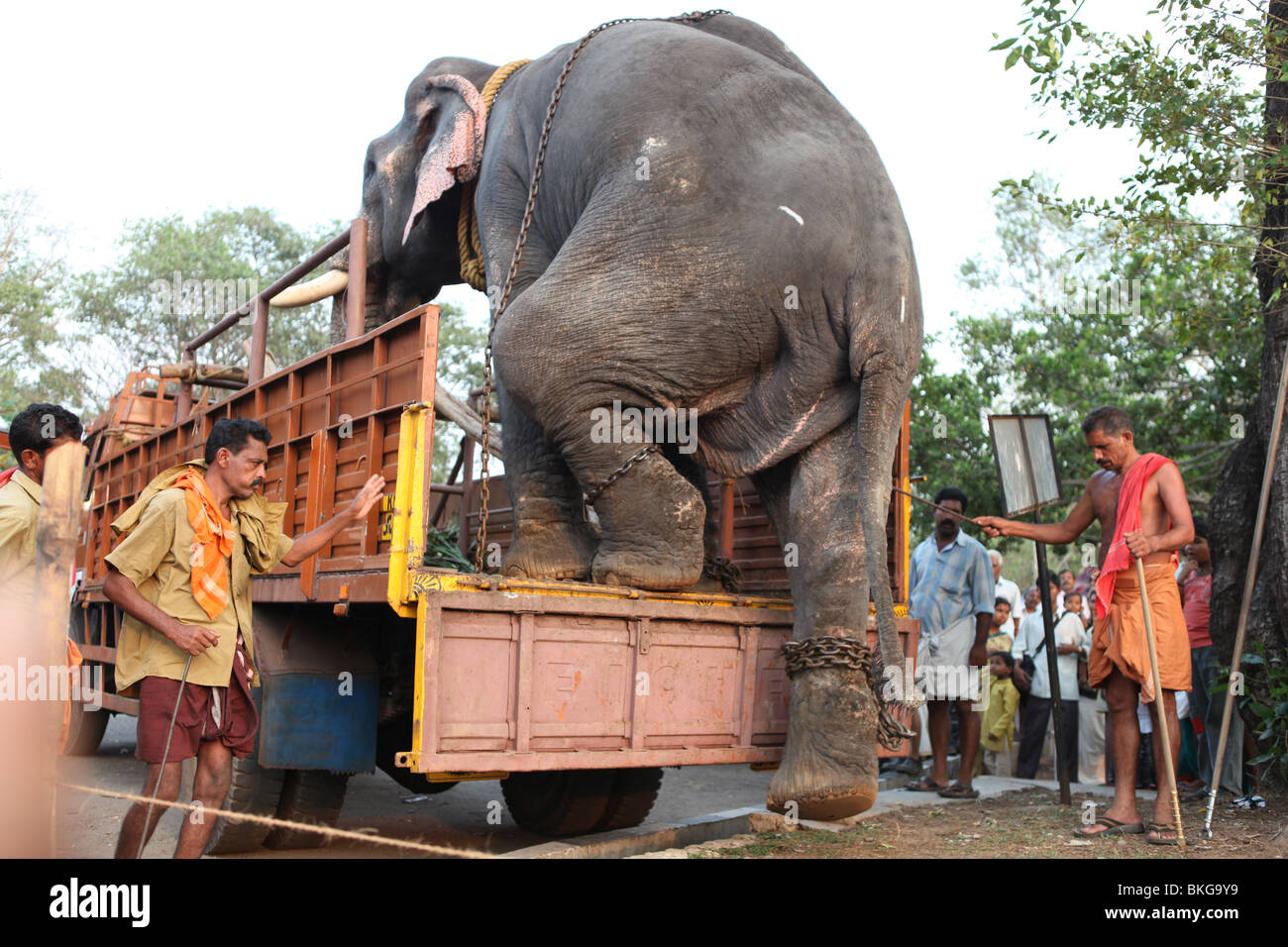 an elephant getting down  from a lorry at thrissur,kerala Stock Photo