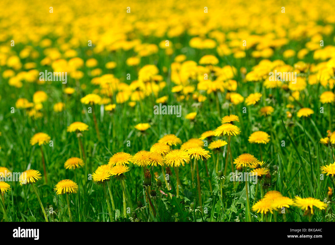 Green meadow with blossoming Common Dandelion (Taraxacum officinale) in spring Stock Photo