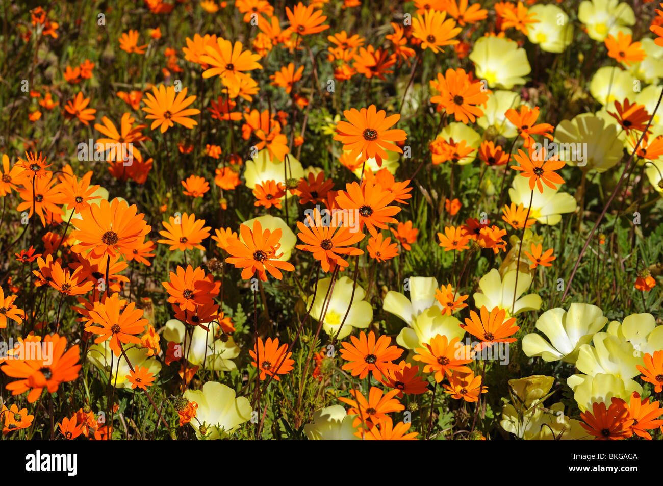 Ursinia cakilefolia daisies together with Grielum humifosum in the Goegap Nature Reserve, Namaqualand, South Africa Stock Photo