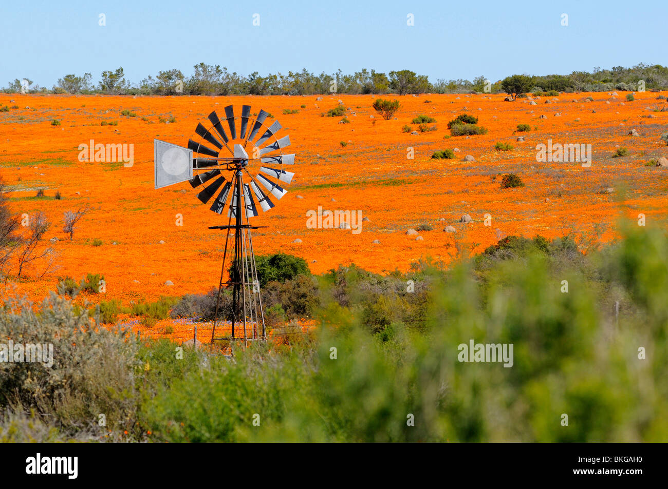 Carpet of spring flowers in Skilpad Nature Reserve near Kamieskroon with traditional windmill, Namaqualand, South Africa Stock Photo
