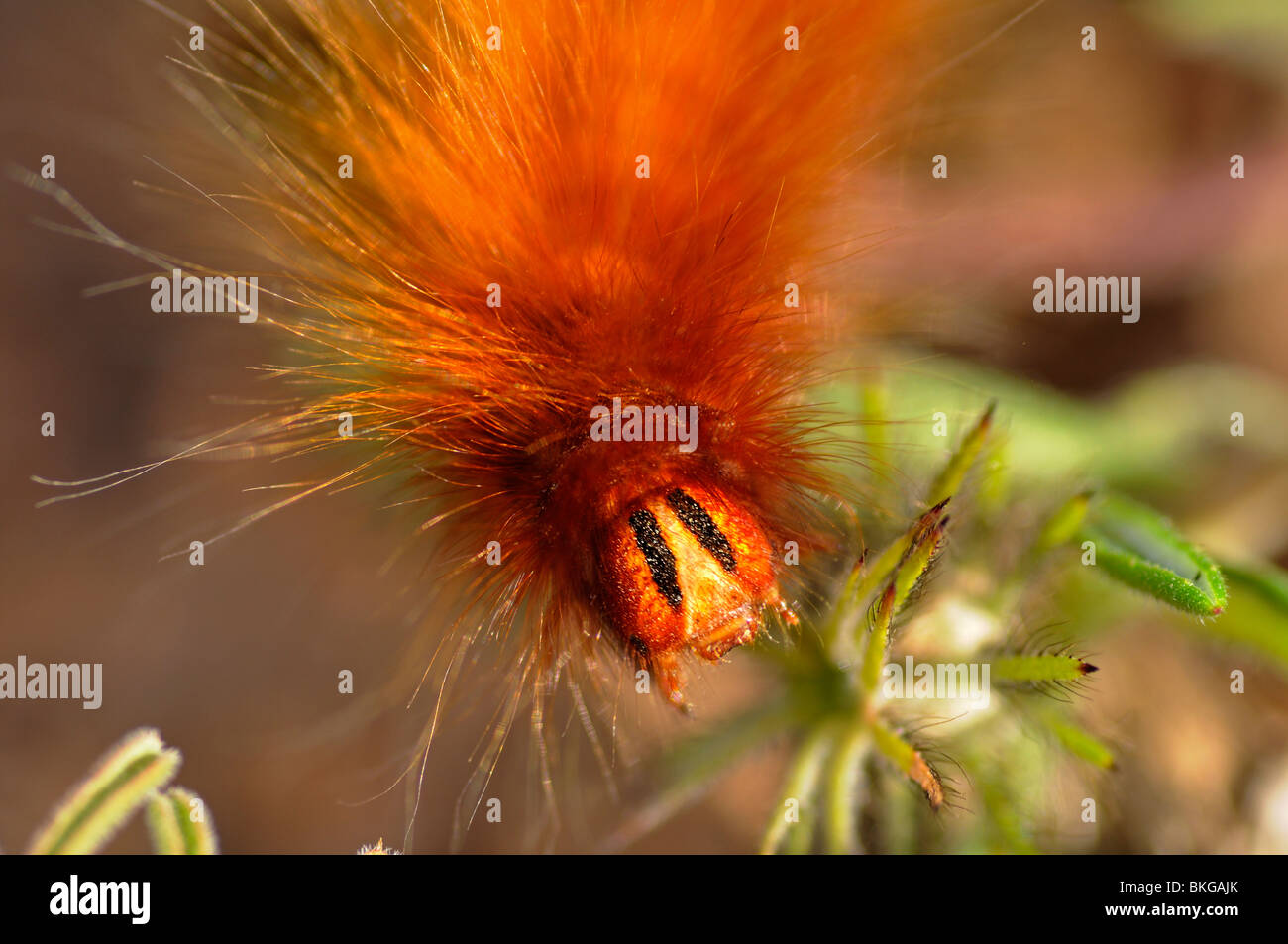 Caterpillars africa hires stock photography and images Alamy