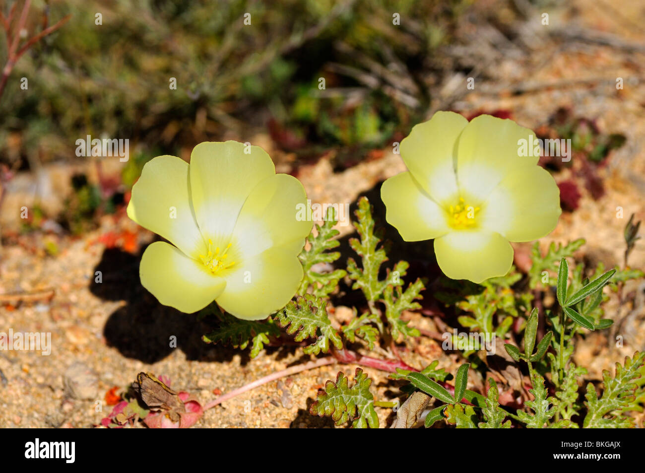 Grielum humifusum, pietsnot, Namaqualand, South Africa Stock Photo