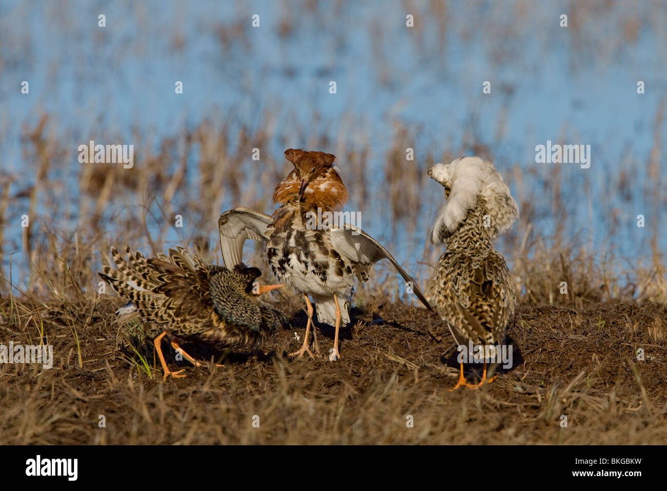 Three ruffs hi-res stock photography and images - Alamy