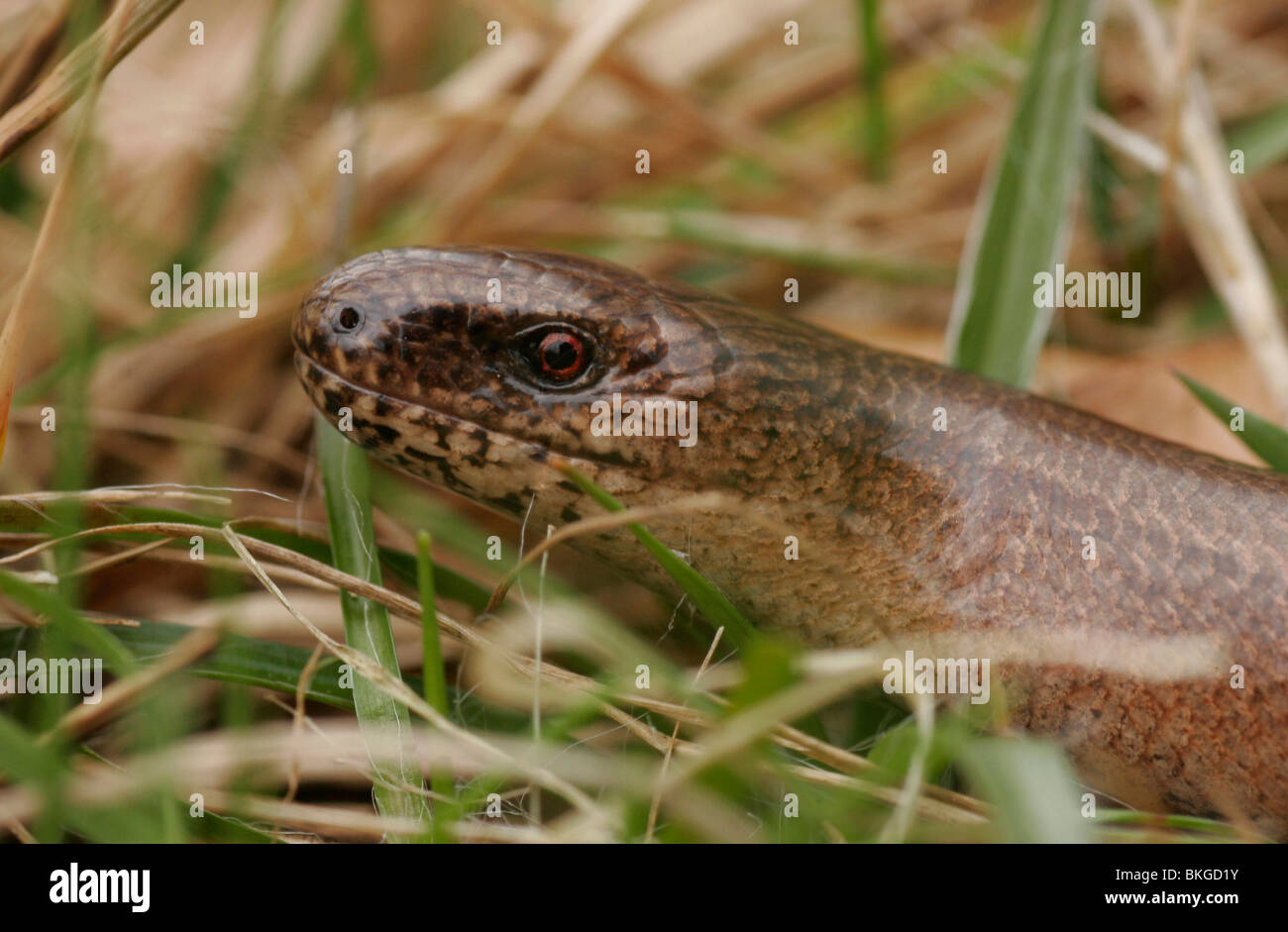 Slow worm female between grass in her natural environment Stock Photo