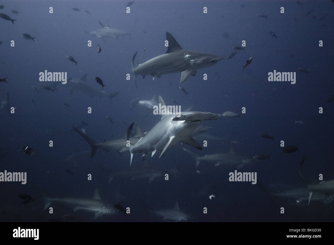 Scalloped hammerhead sharks, Galapagos Stock Photo - Alamy