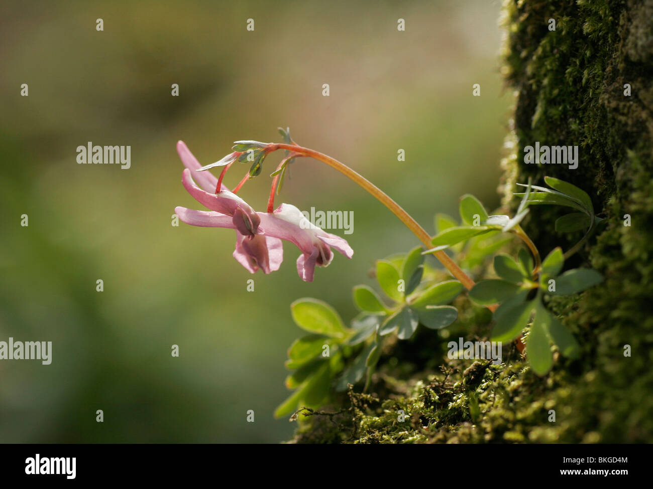 Flower of Fumewort (Corydalis solida) Stock Photo