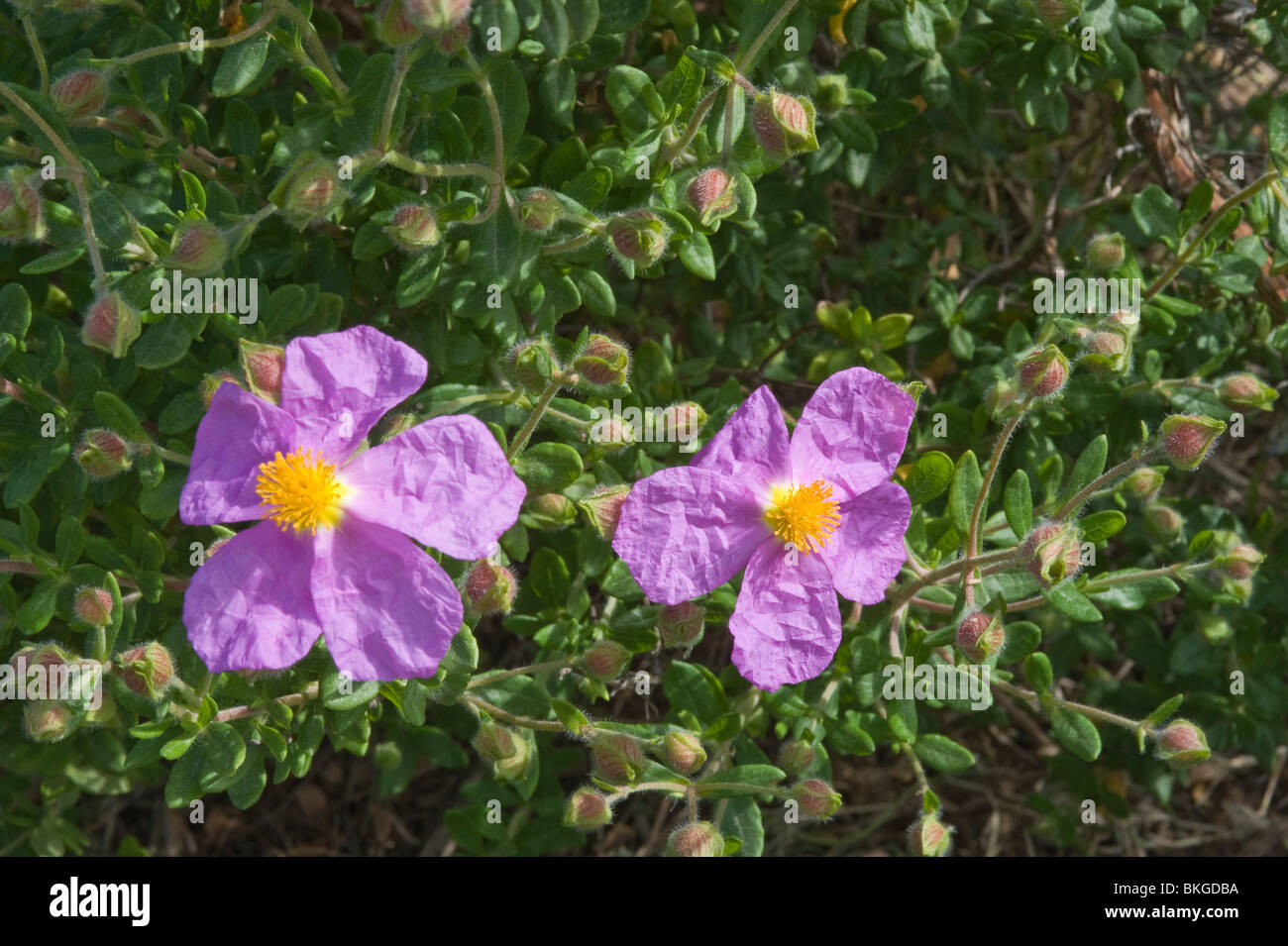 Rockrose (Cistus heterophyllus) flowers Mediterranean garden Stock Photo
