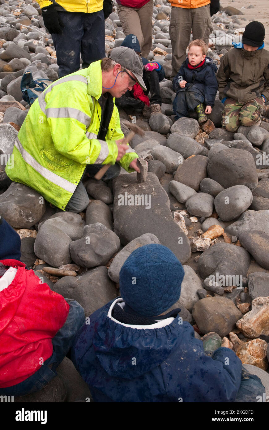 Fossil Hunting on Lyme Regis Beach on the Jurassic Coast Dorset UK Stock Photo Alamy