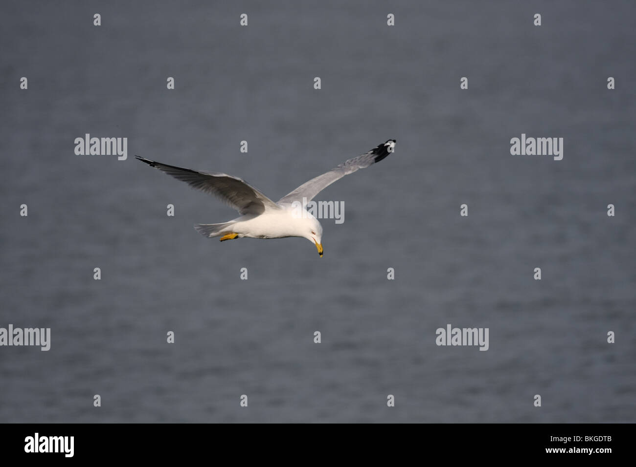 white grey seagull gull bird fly flying flight wing wings sky blue cloudy sunny larus Stock Photo