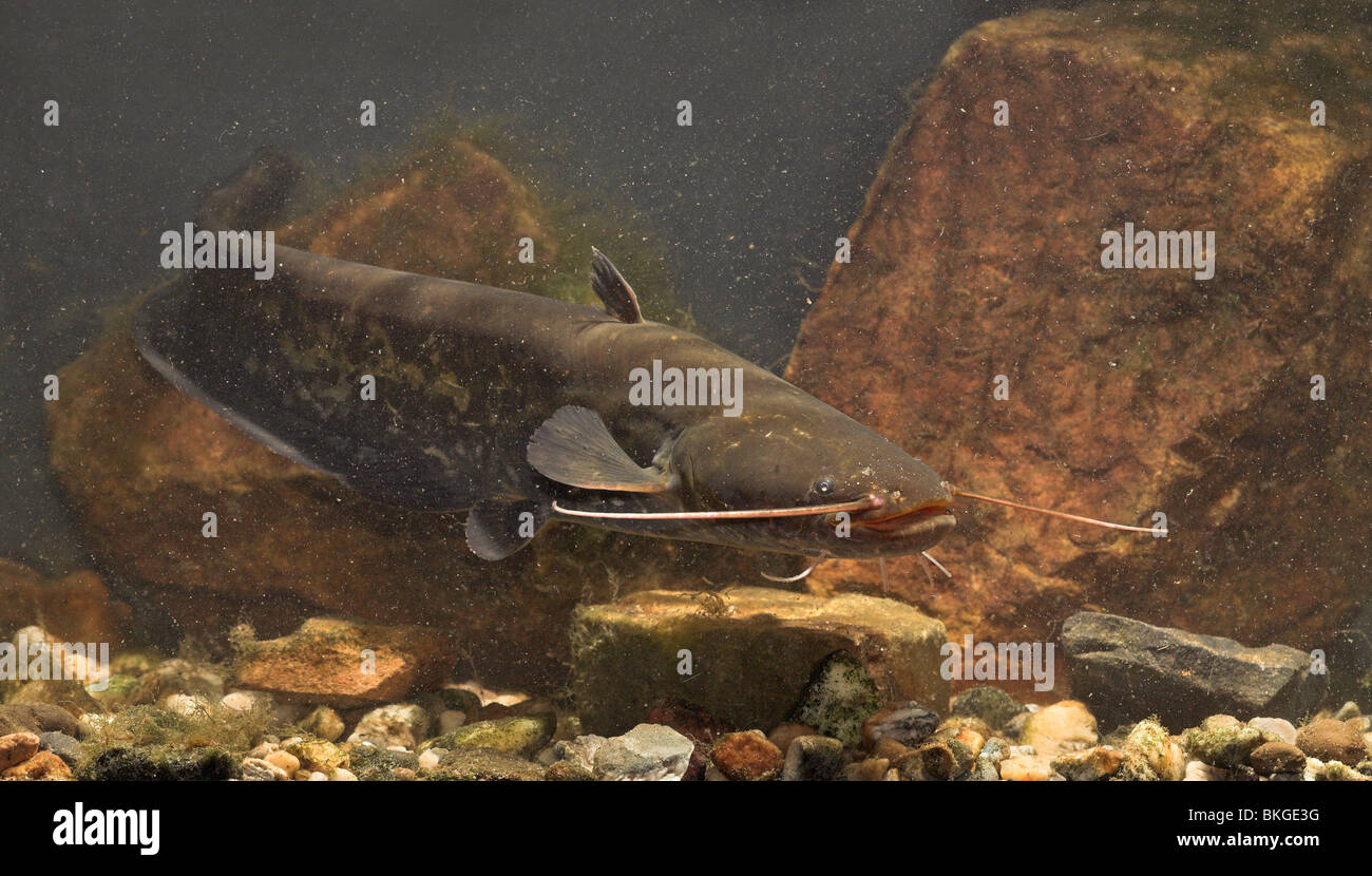 Side view of a Wels Catfish swimming above the bottom of a river Stock Photo