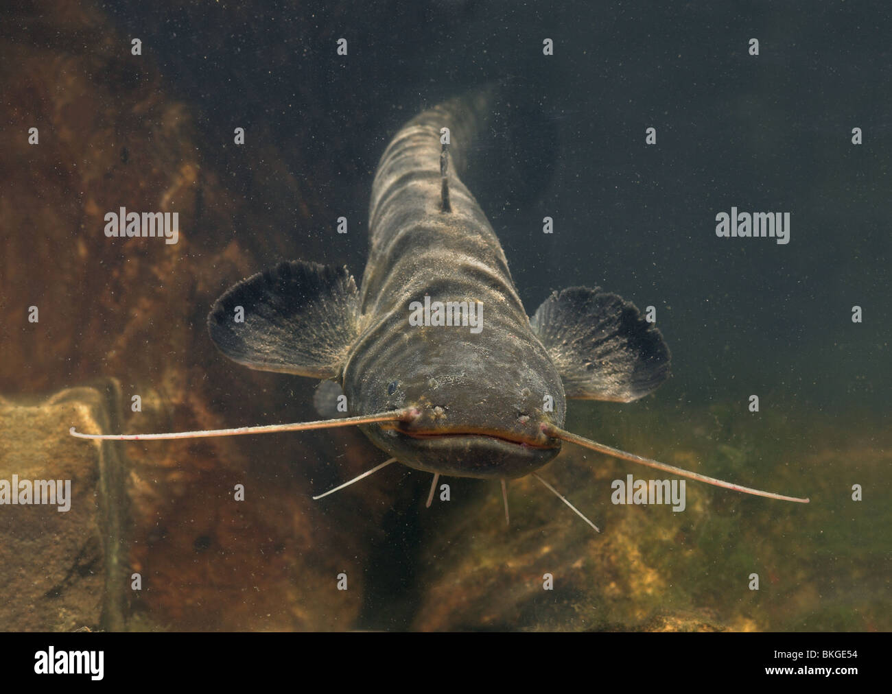 Front view of a Wels Catfish swimming above a rock-bank Stock Photo