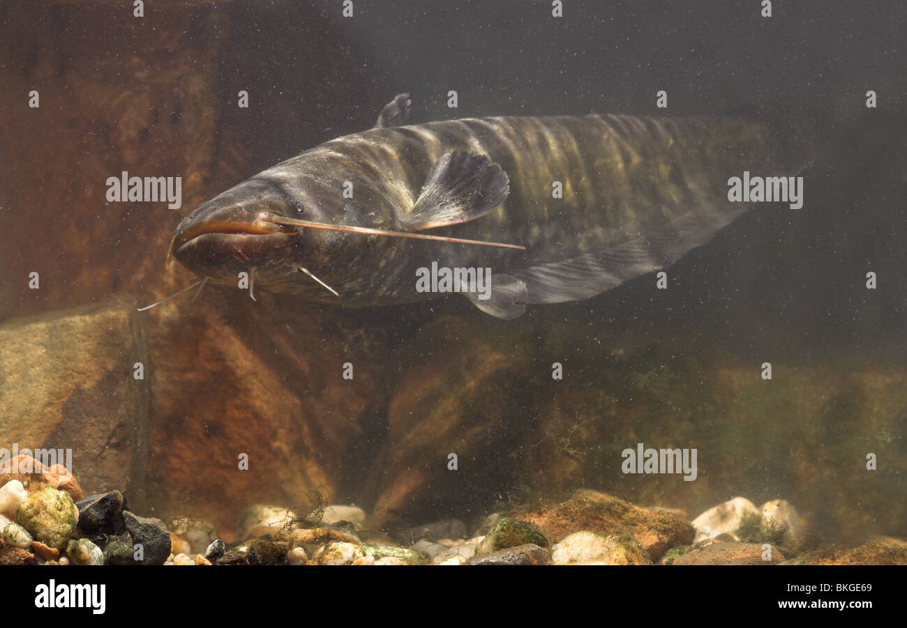 Side view of a Wels Catfish swimming above the bottom of a river Stock Photo